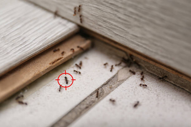 Best Pest Removal Services  in Peru, IL