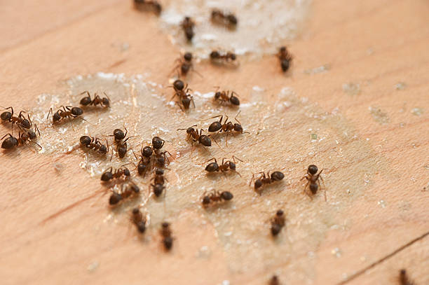 Best Best Pest Control Companies  in Peru, IL